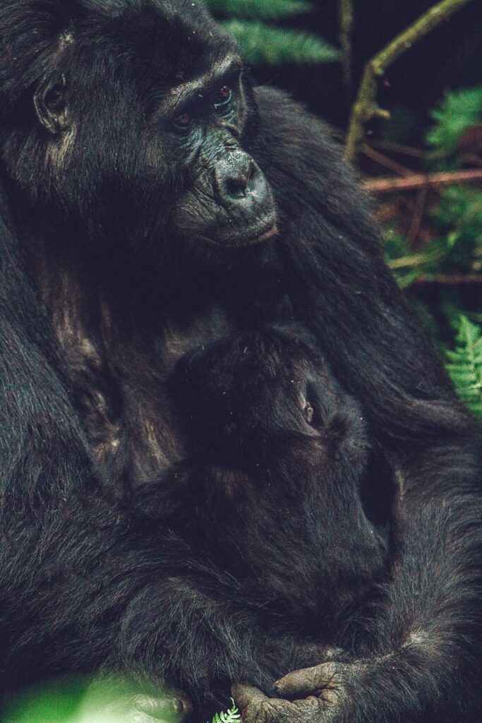 gorilla with baby