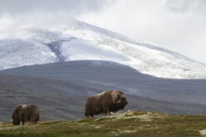 muskox