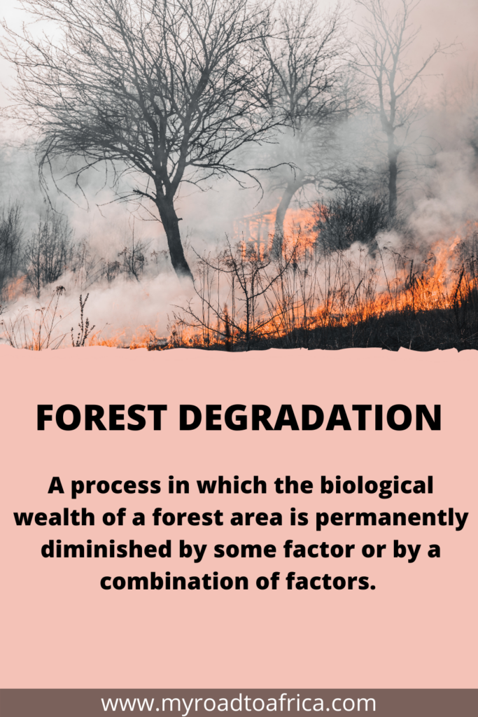 forest fact