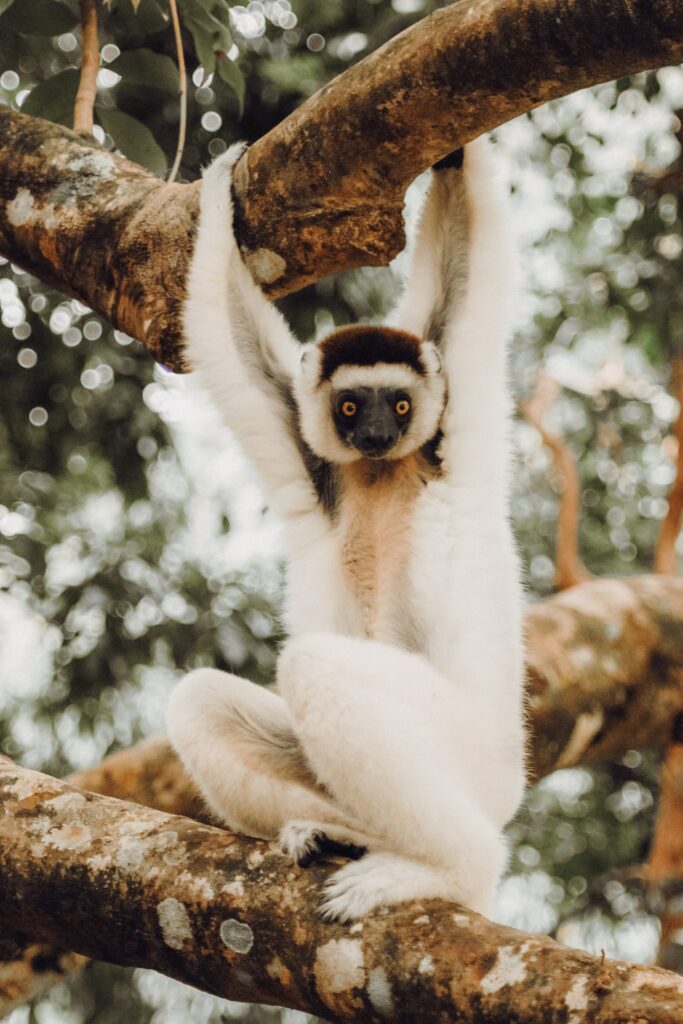 lemur in tree