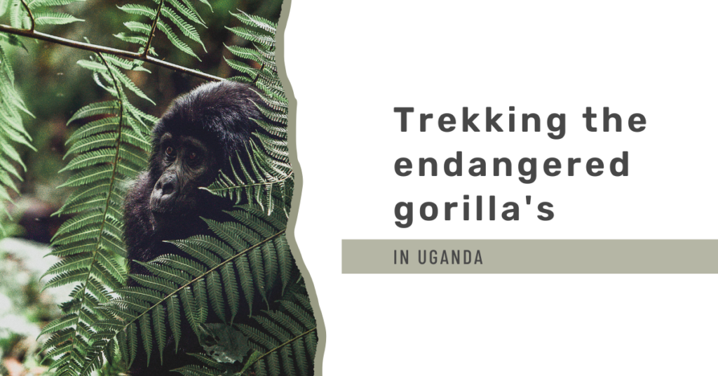 Gorilla trekking in Bwindi NP, Uganda – an amazing adventure?