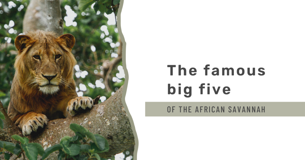 The Big Five of the African Savannah