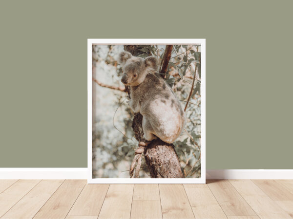 Koala photography print I