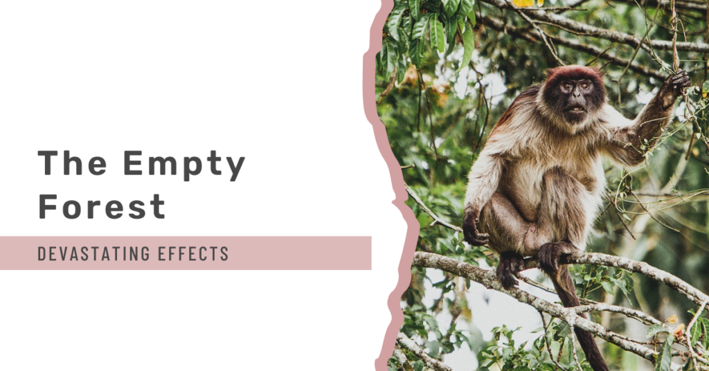 header for blog post about the empty forest Phenomenon